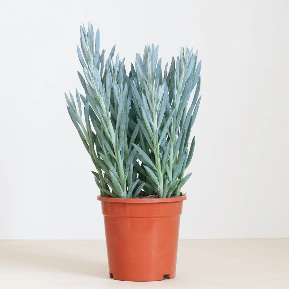  Curio ficoides 'Mount Everest' 15