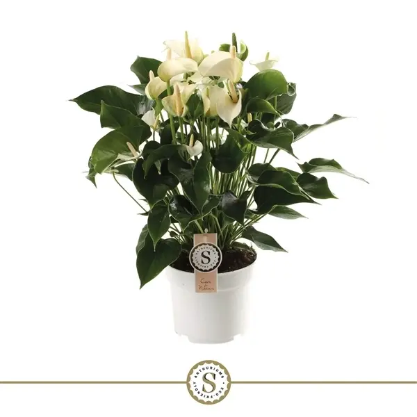 Flamingolill 'White Champion' P17/60cm 