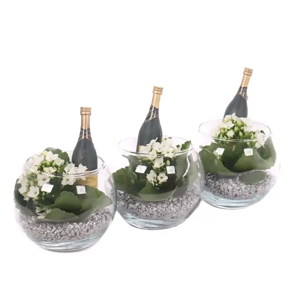Blossfeldi kalanhoe seades CHR P12/15cm 