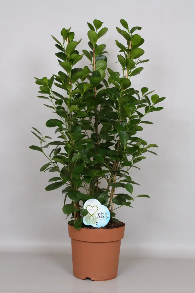Väikeseviljaline viigipuu Moclame P21/120cm 5v 