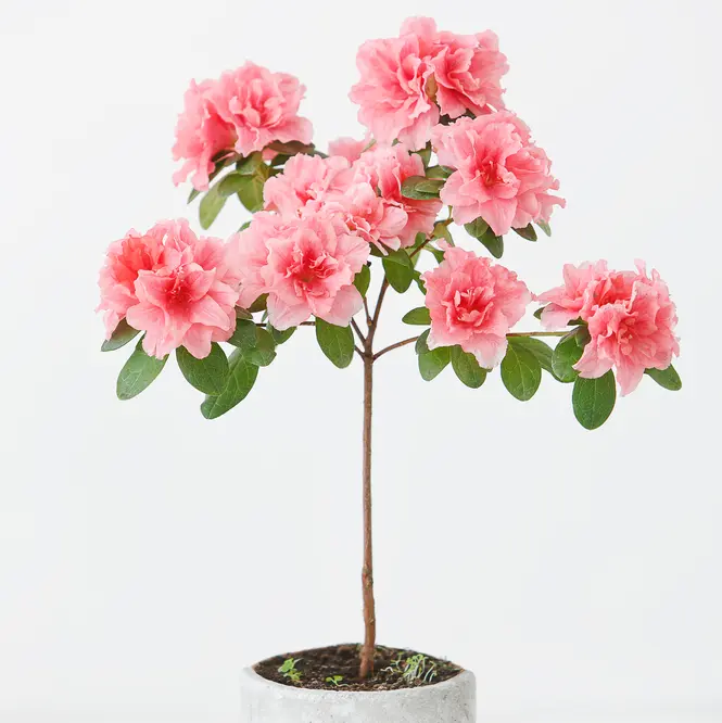 Asalea Hellmut Vogel püramiid P17/60cm