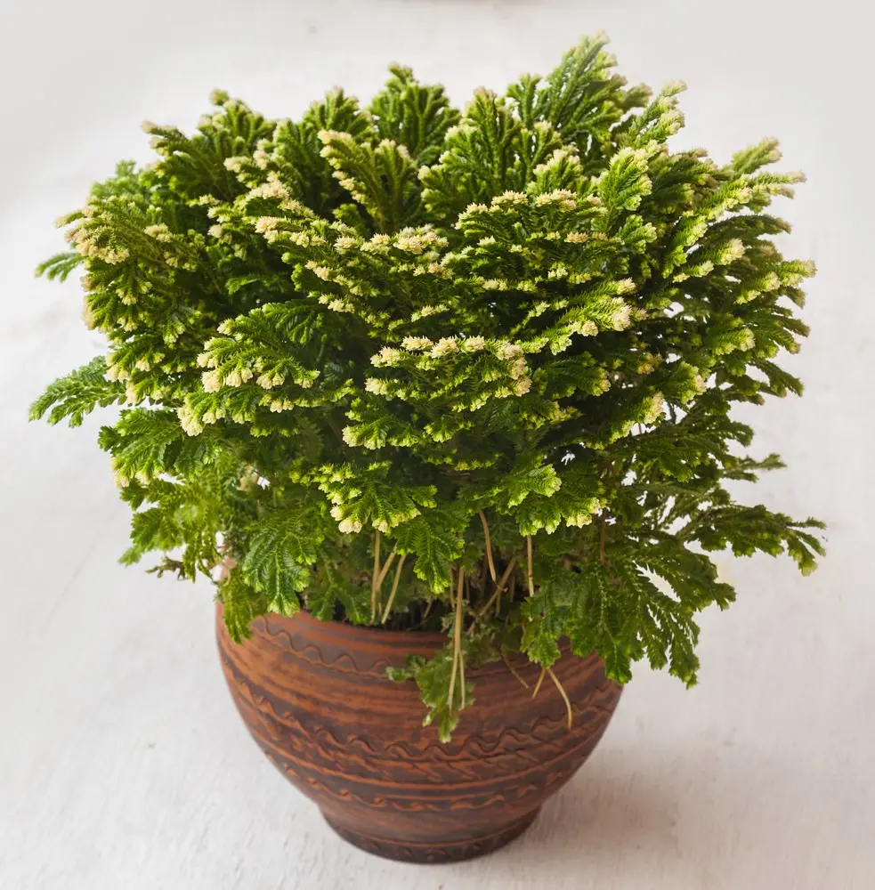 Martensi selaginell Jori P9/15cm 