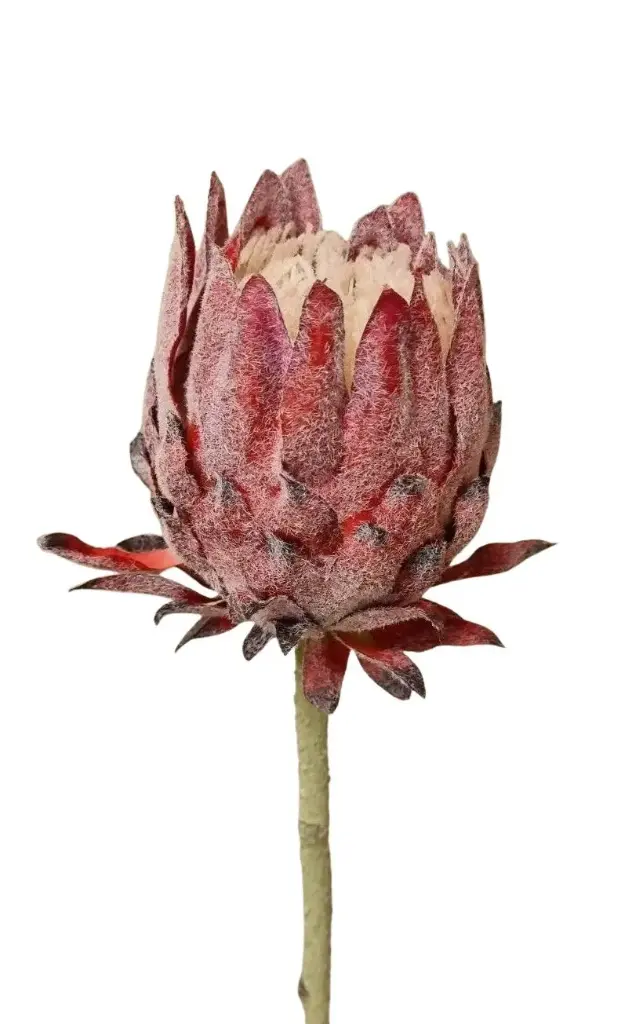 Kunstlill protea 'dark pink' 62cm