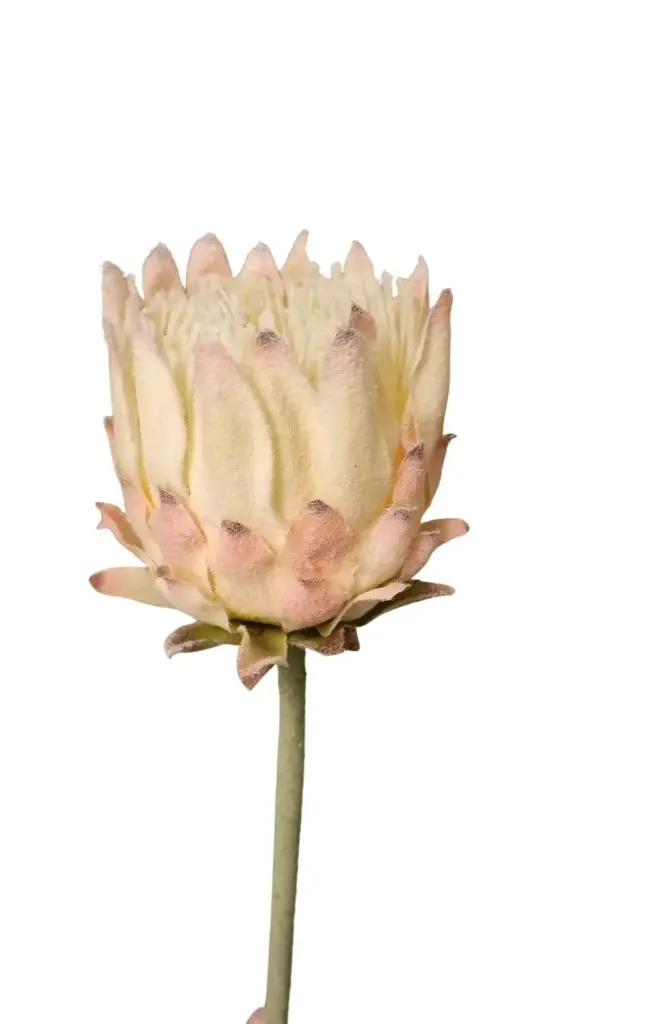 Kunstlill protea 'cream' 62cm