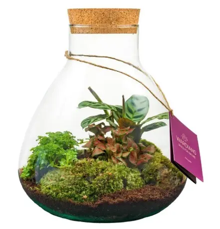 Klaasist terraarium taimedega P24cm 