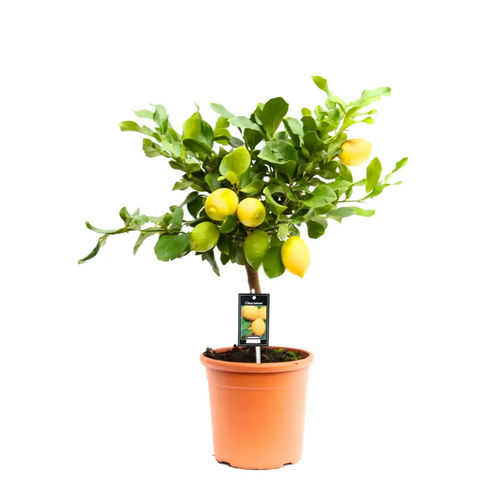 Florida laimkinkan Limon tüvel P14/35cm 