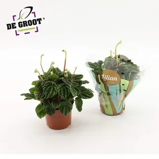 Keerdlehine peperoomia Lilian P12/20cm 