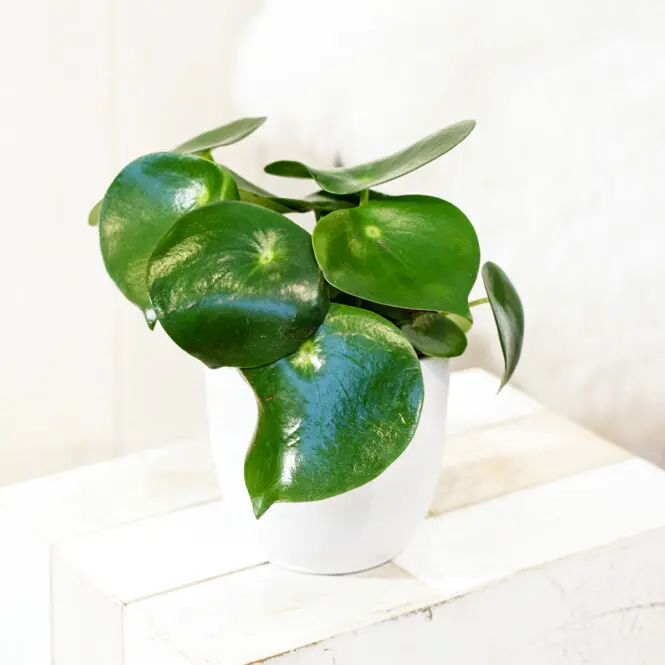 Läikiv peperoomia 'Raindrop' P12/22cm 