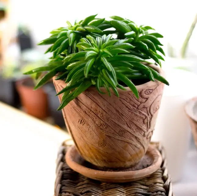 Peperoomia 'Happy-Bean' P8,5/15cm 