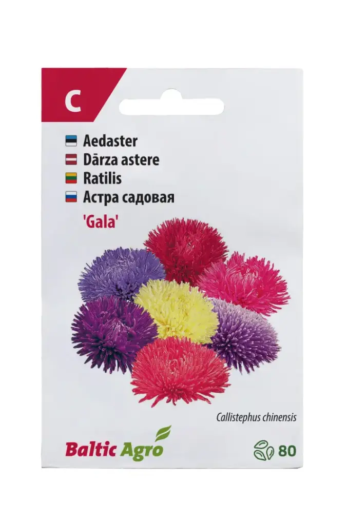 Aedaster 'Gala' 80s