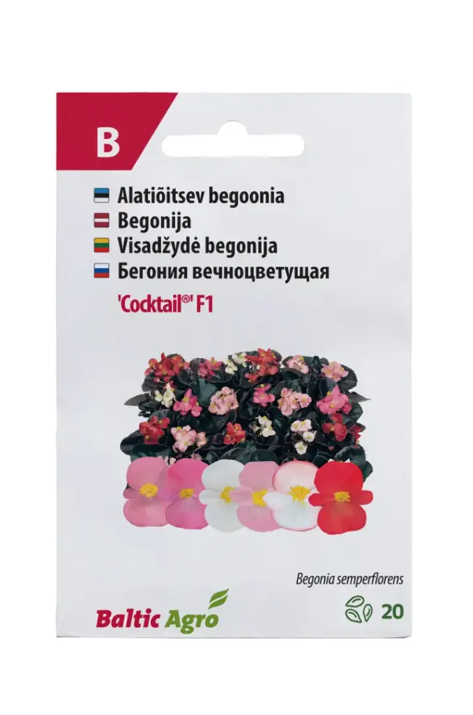 Begoonia  'Cocktail®'
