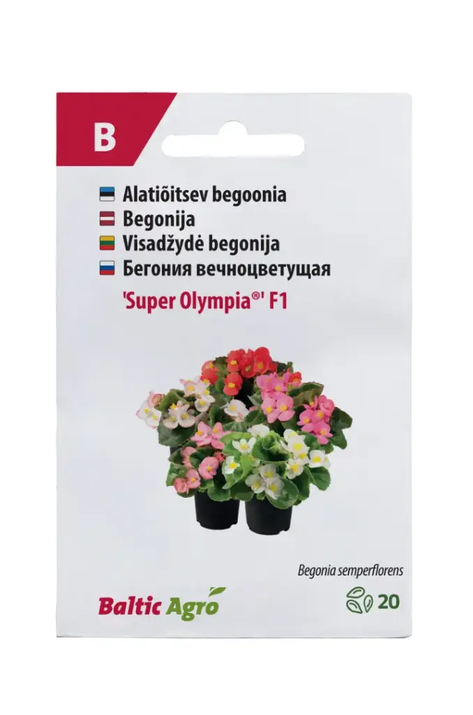 Begoonia 'Super Olympia®'