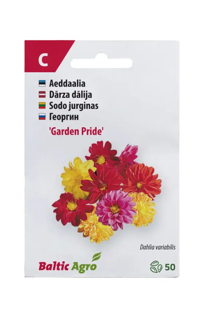 Daalia 'Garde Pride' 50s