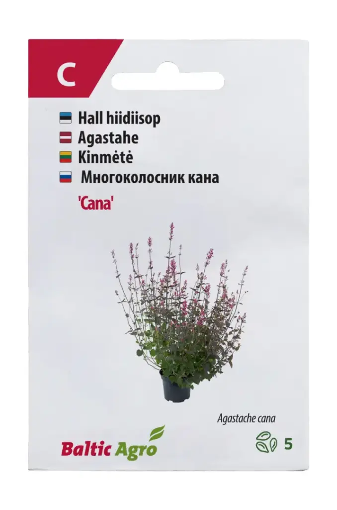 Hiidiisop 'Cana'