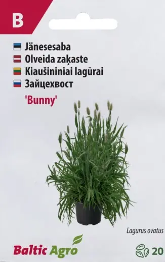 Jänesesaba 'Bunny'