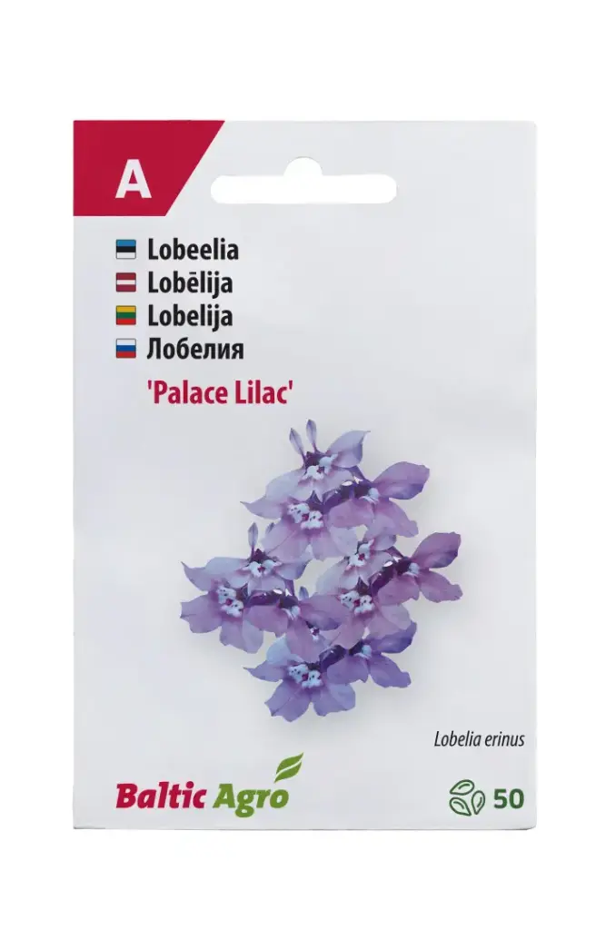 Lobeelia 'Lilac Palace' 50 pilli