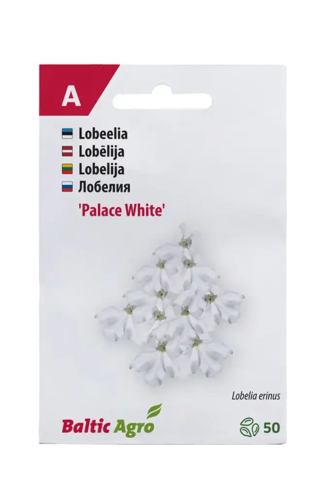 Lobeelia 'White Palace' 50 pilli
