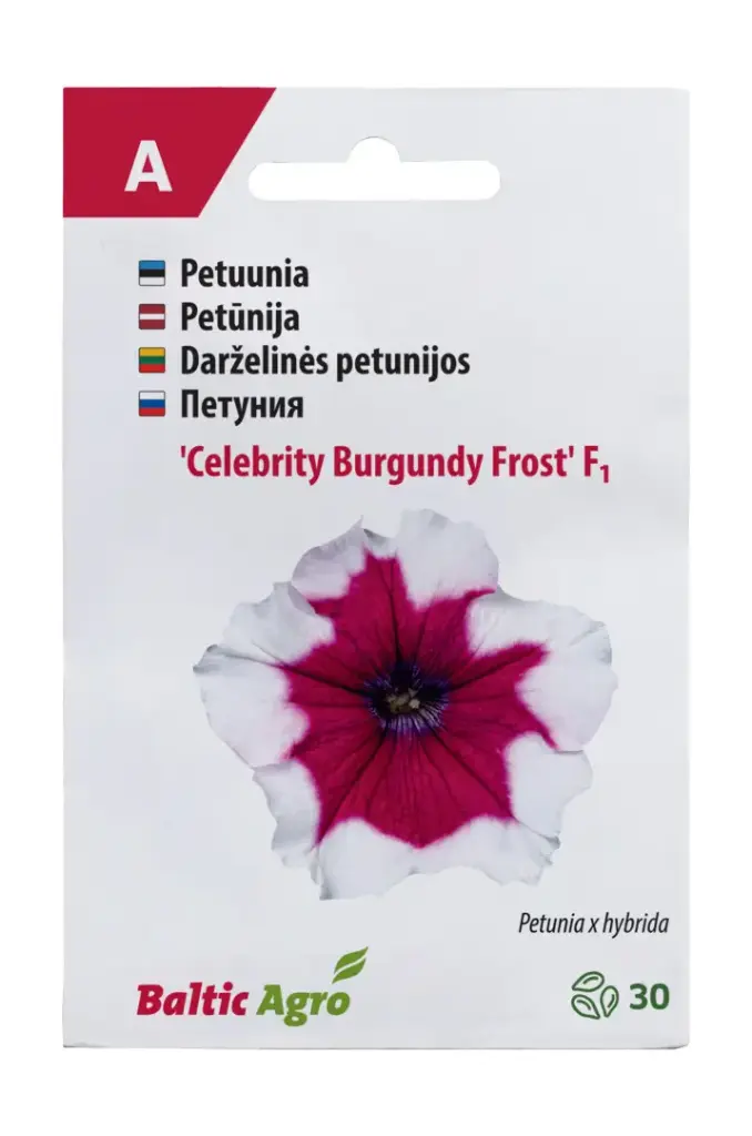 Petuunia 'Celebrity Burgundy Frost'