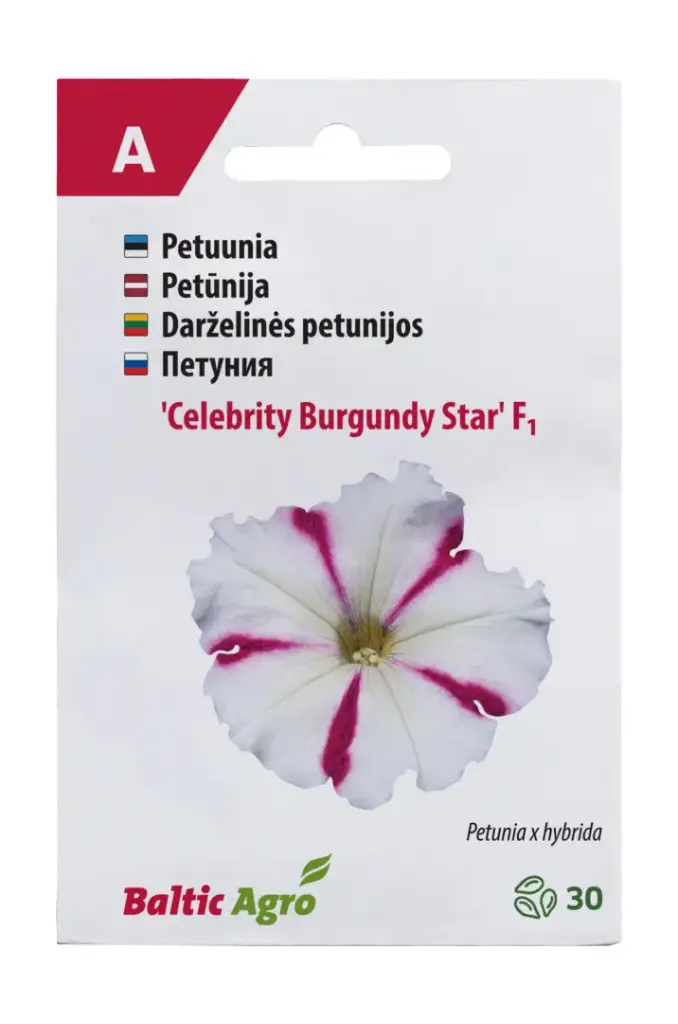 Petuunia 'Celebrity Burgundy Star'