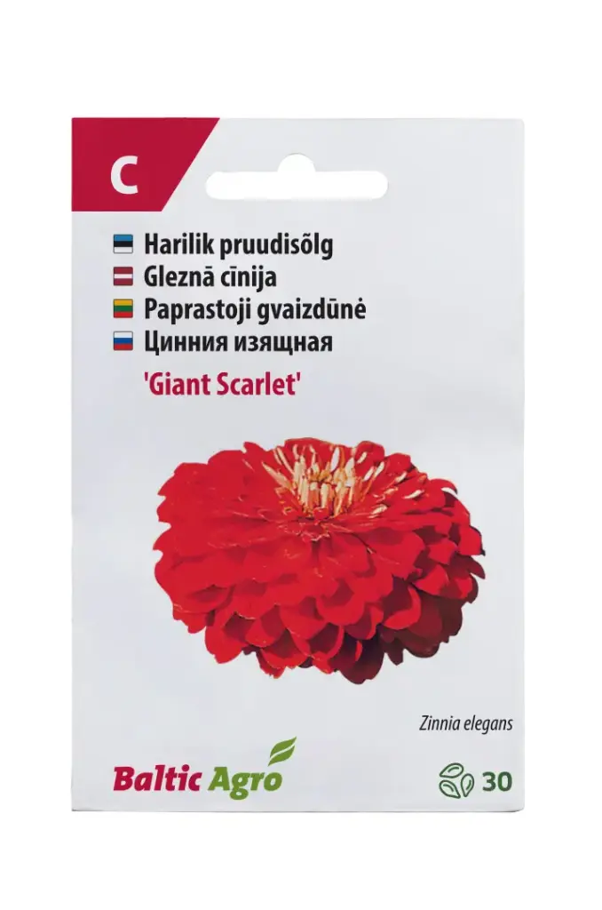 Pruudisõlg 'Giant Scarlet' 30s
