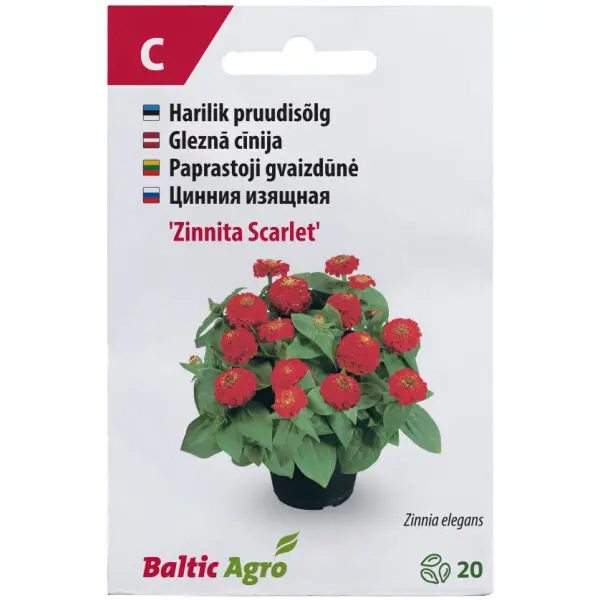 Pruudisõlg 'Zinnita Scarlet' 20s