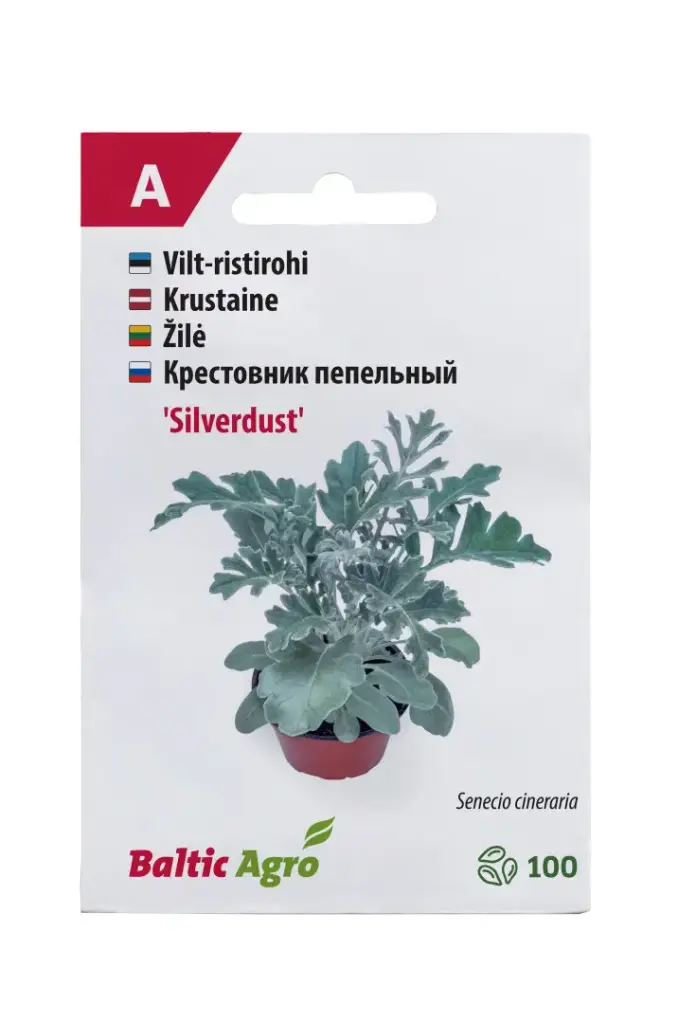 Vilt-ristirohi 'Silverdust' 100 pilli