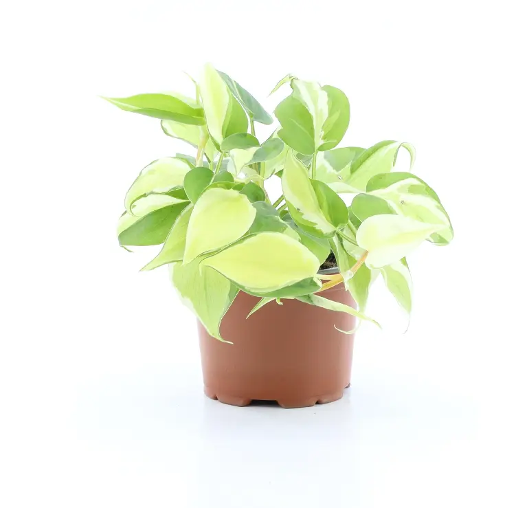 Filodendron "Rio" P12/20cm