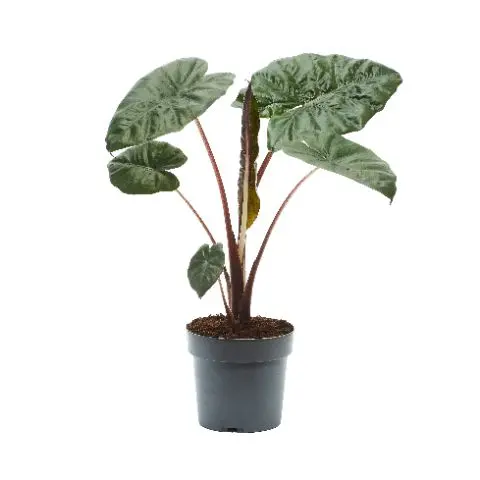 Alokaasia 'Yucatan Princess' P17/65cm