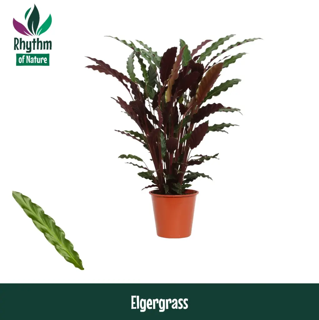 Habe-vöötlehik  'Elgergrass' P17/ 65cm