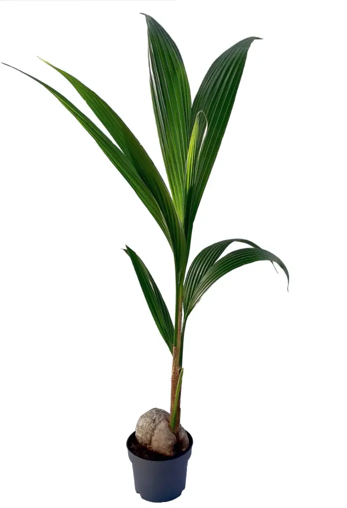 Kookospalm P19/120cm