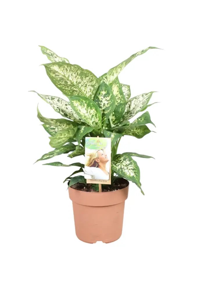 Diifenbahhia 'Compacta' P17/60cm