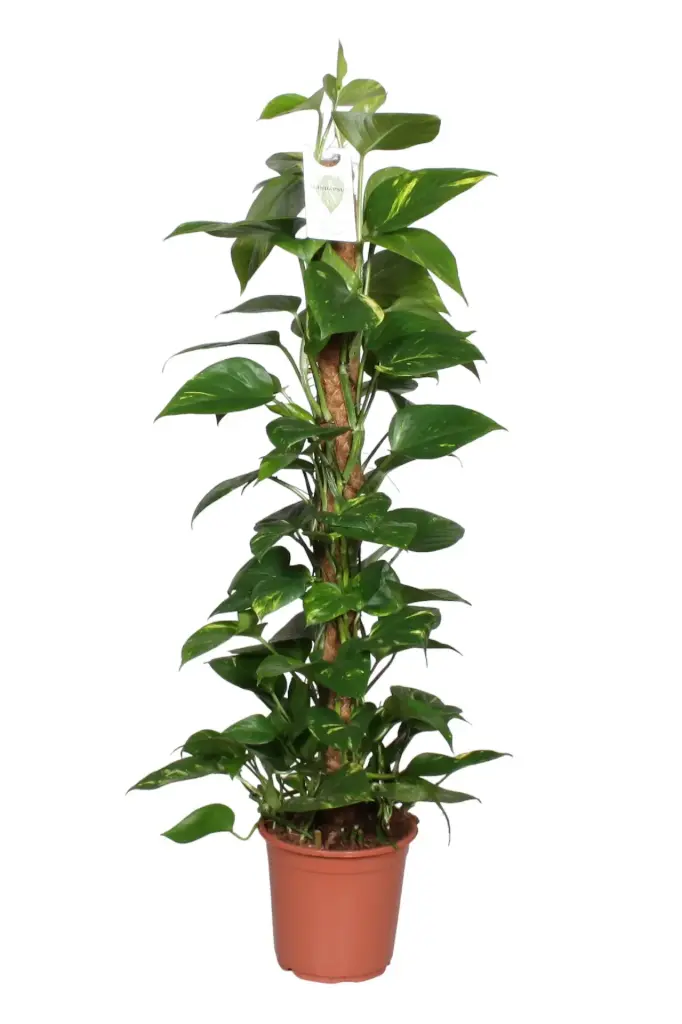Sulgjas nõelköis toel P19/100cm