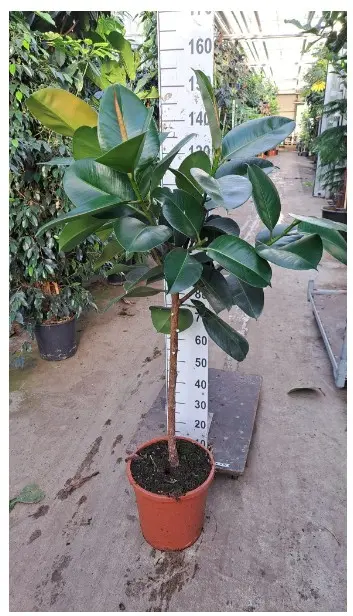 Kummi-viigipuu 'Robusta'  tüvel 160 P30/140cm
