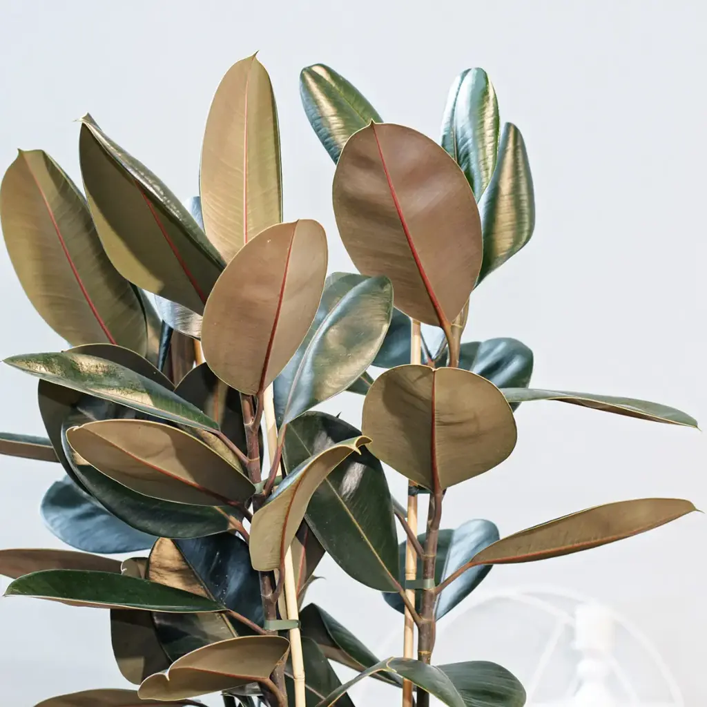 Kummi-viigipuu 'Robusta' 2v 150 P30/150cm