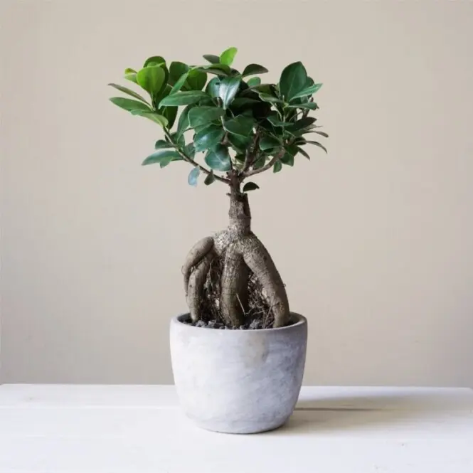 Väikeseviljaline viigipuu'Ginseng'P17/40