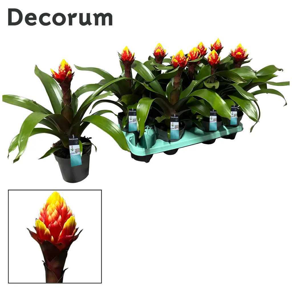 Gusmaania 'Crown'' P13/45cm