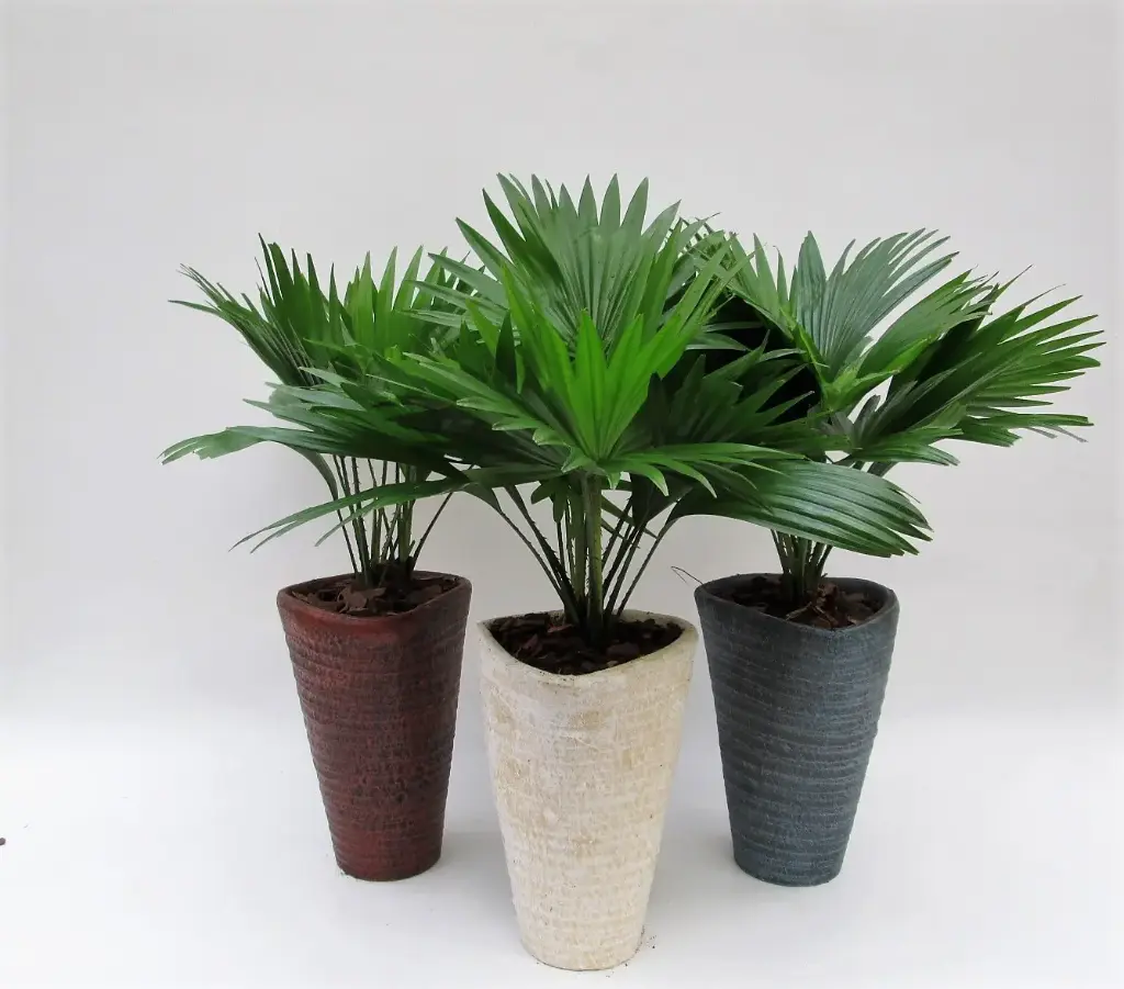 Ümaralehine lehvikpalm ker.potiga P16/45cm