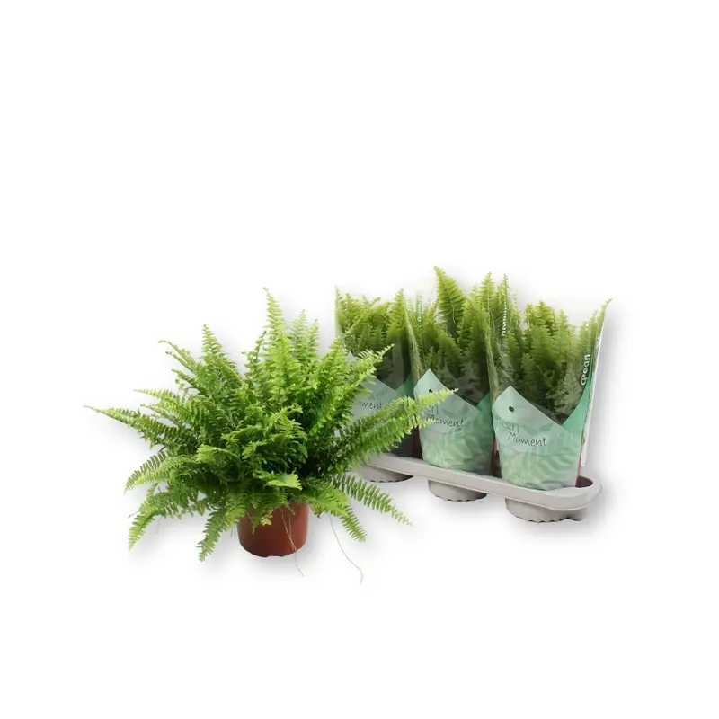 Nefroleep 'Green Moment' P17/45