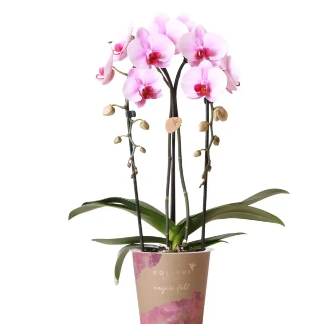 Kuuking 'Elegant Cascade' P12/45cm