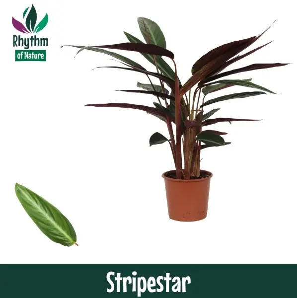 Stromante 'Stripestar' P17/65cm