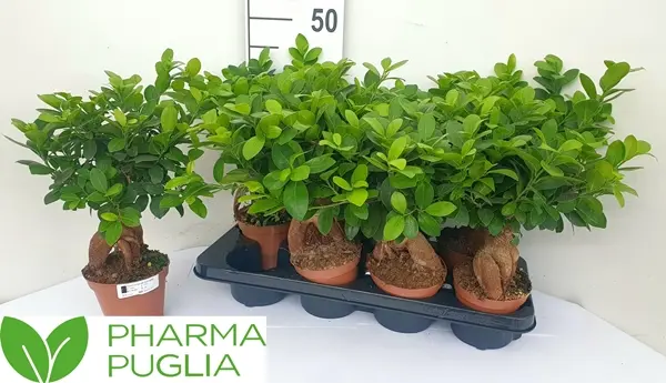 Väikeseviljaline viigipuu 'Ginseng' P12/35cm