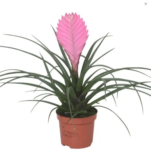 Tillandsia Anita Ø9cm 