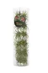 Tillandsia 12 tk/38cm