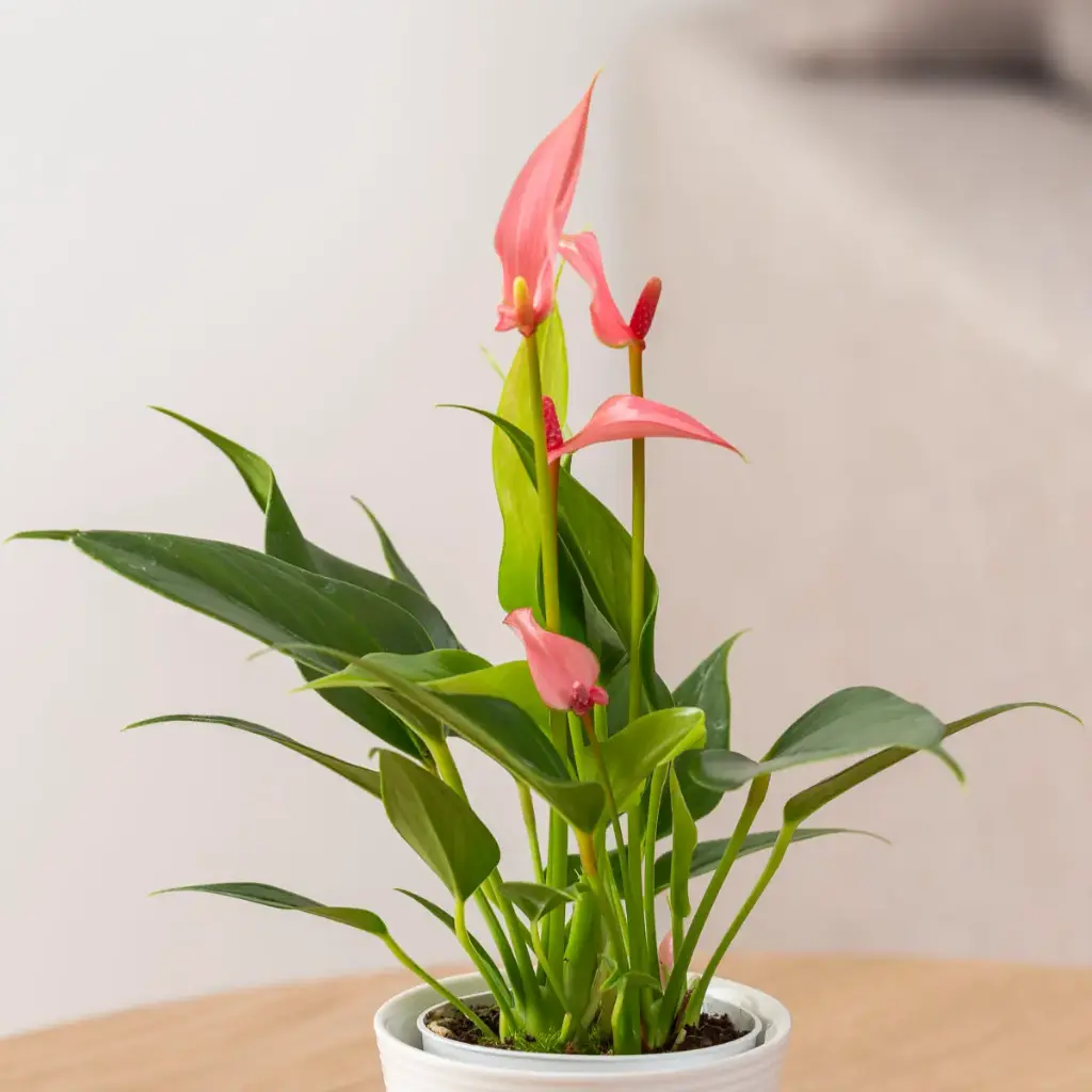 Flamingolill mix P9/30cm