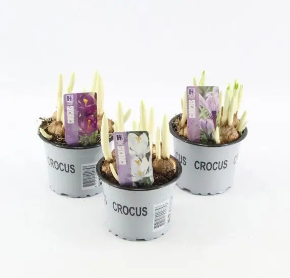 Krookus mix P9cm