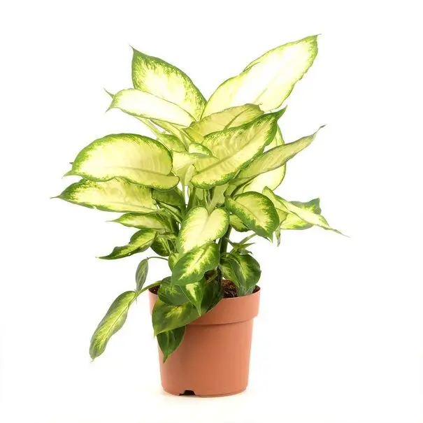 Diifenbahhia 'Camilla' P12/35cm