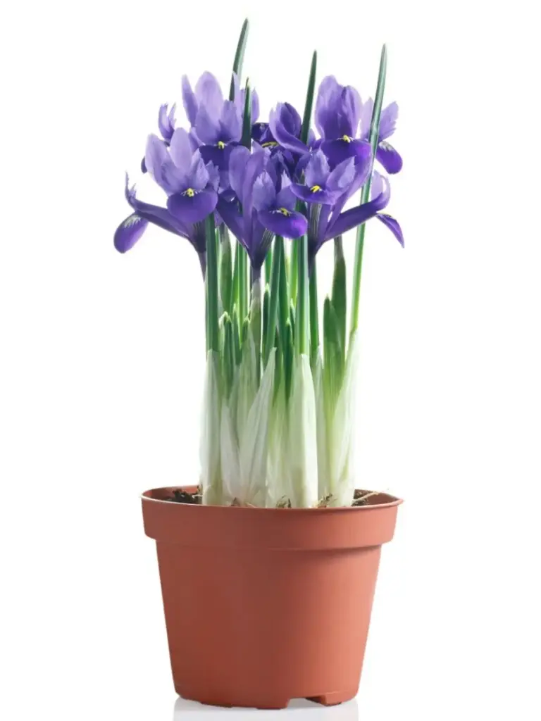 Iiris potis P9/15cm