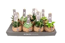 Kokodama sukulent mix P10/15cm