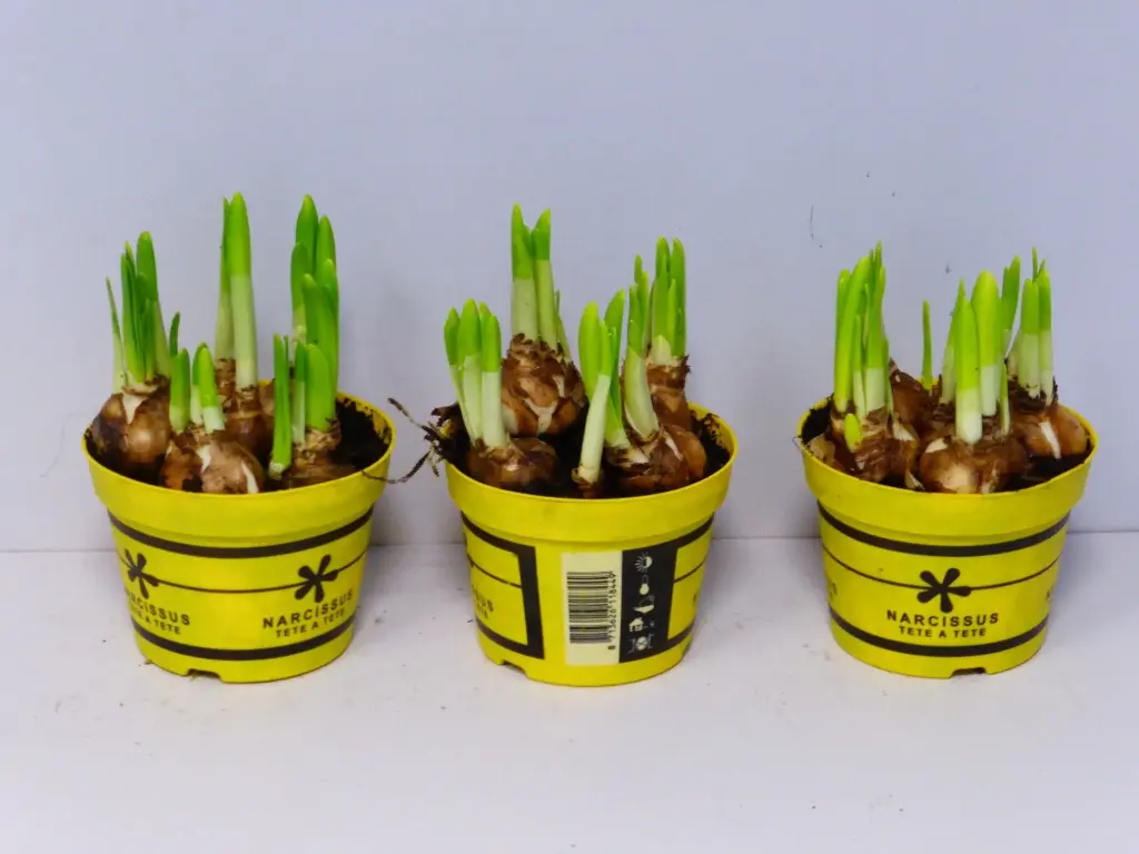 Nartsiss 'Tete a Tete' P12cm