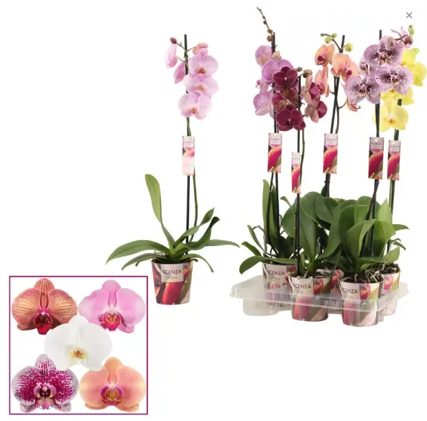 Kuuking 'Scenza' mix 1-vars P12/60cm 